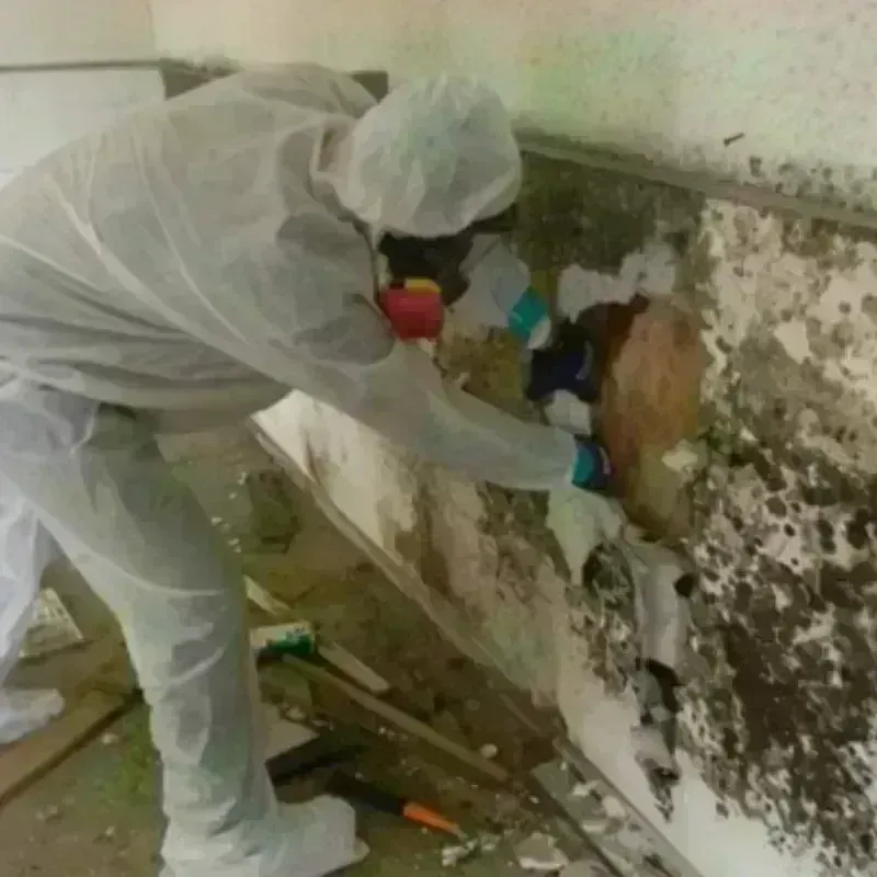 Mold Remediation and Removal in East Brooklyn, CT